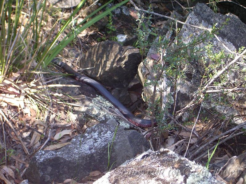 Semi-hidden Red-bellied black snake, Dangar Falls IMGP0790.JPG